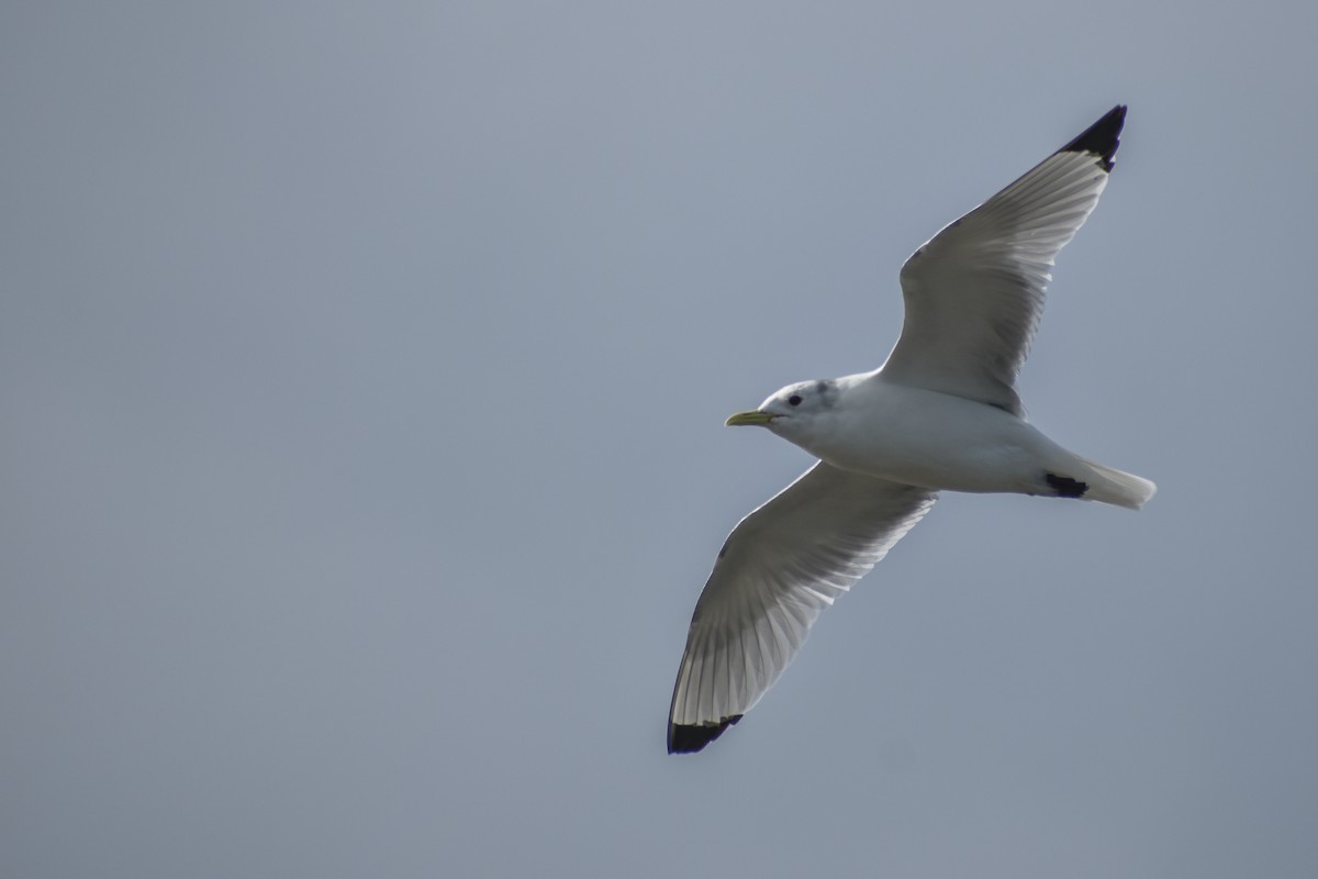 Mouette tridactyle - ML609102407