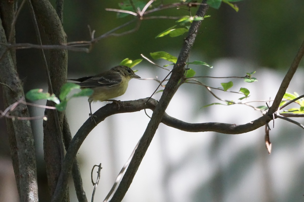 Pine Warbler - ML609102413