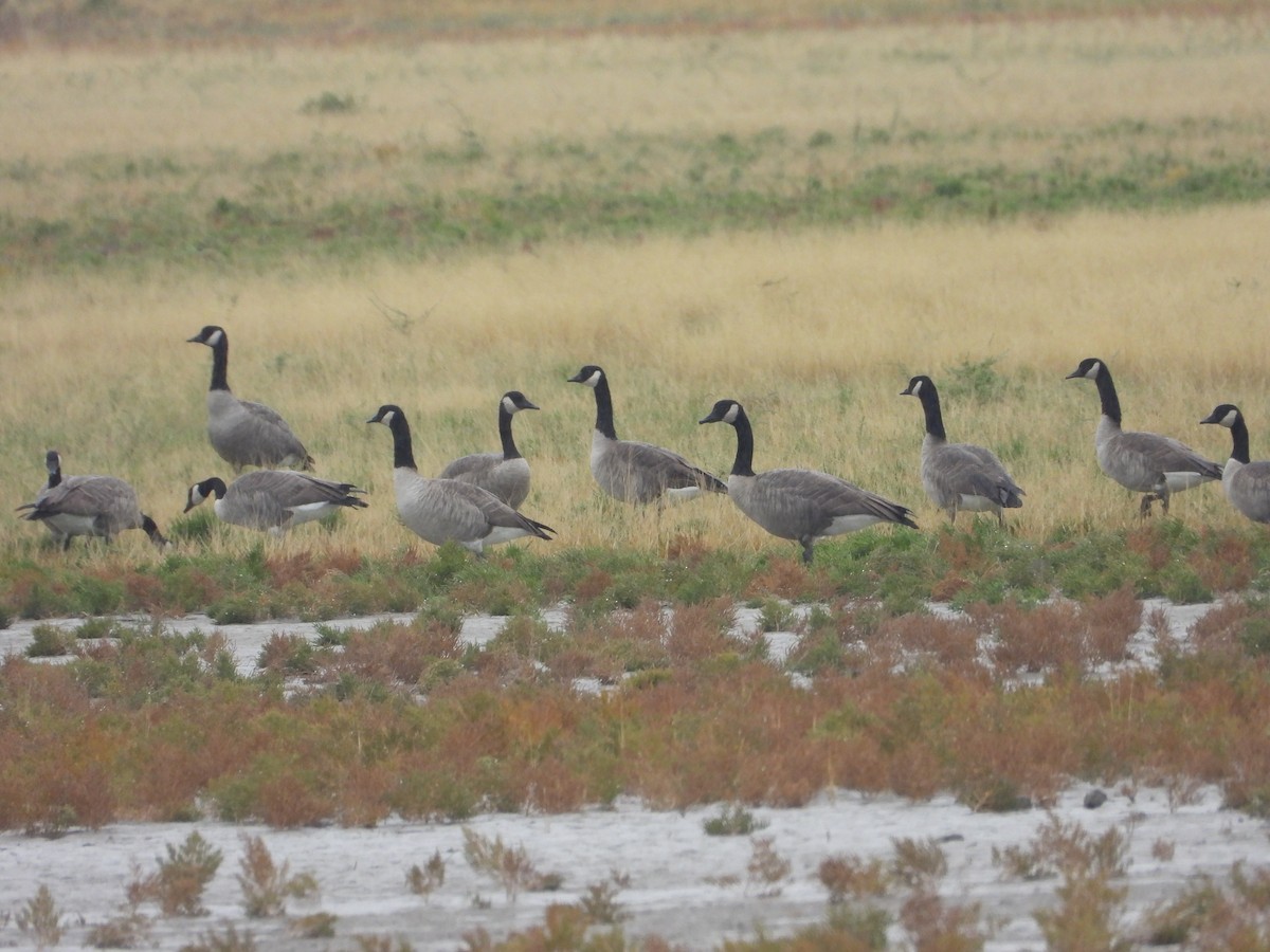 Canada Goose - ML609102418