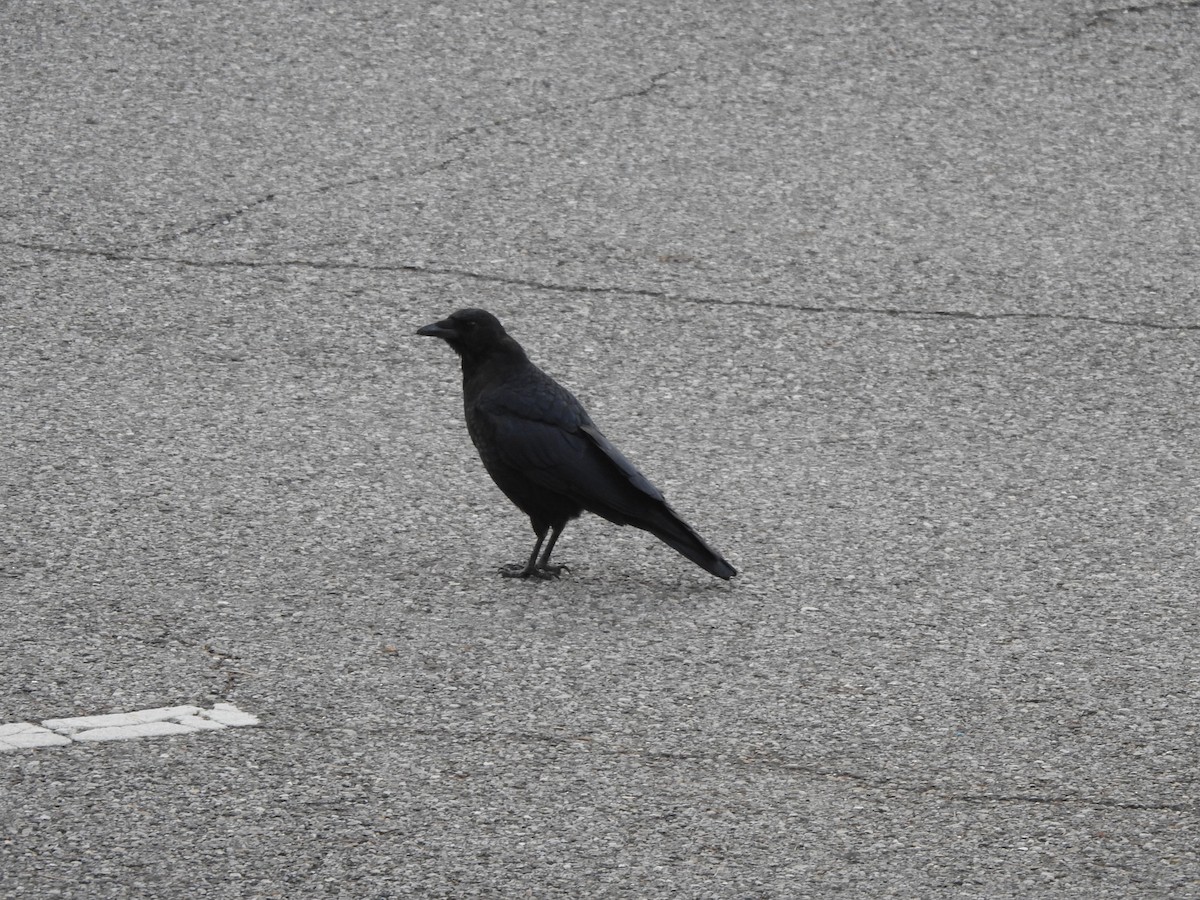 American Crow - ML609102443