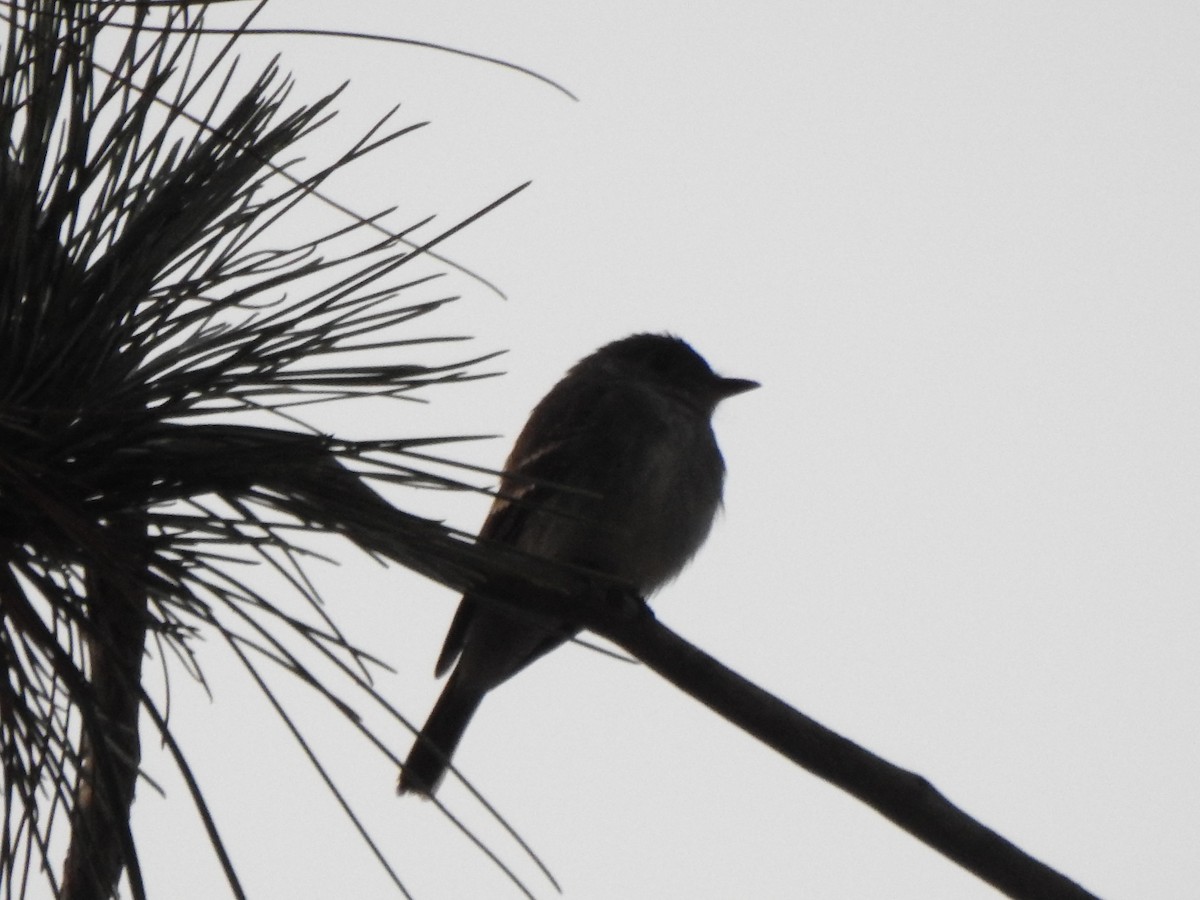 Eastern Wood-Pewee - ML609102481