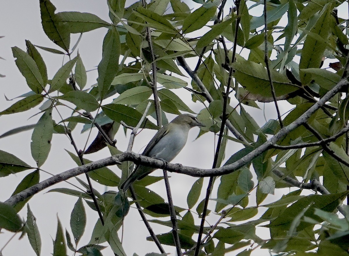 Red-eyed Vireo - ML609102488