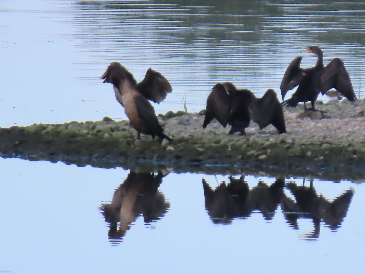 Cormoran à aigrettes - ML609102493