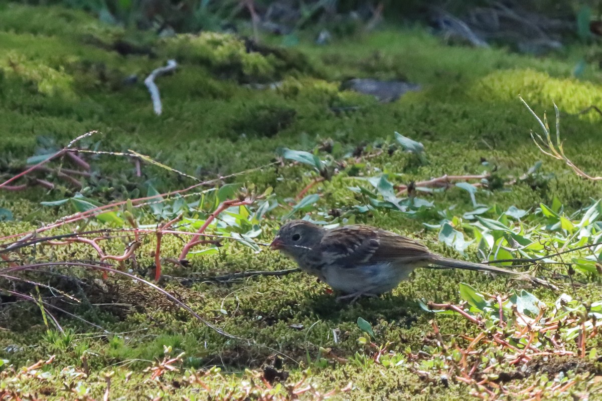 Passerellidae sp. (sparrow sp.) - ML609102502