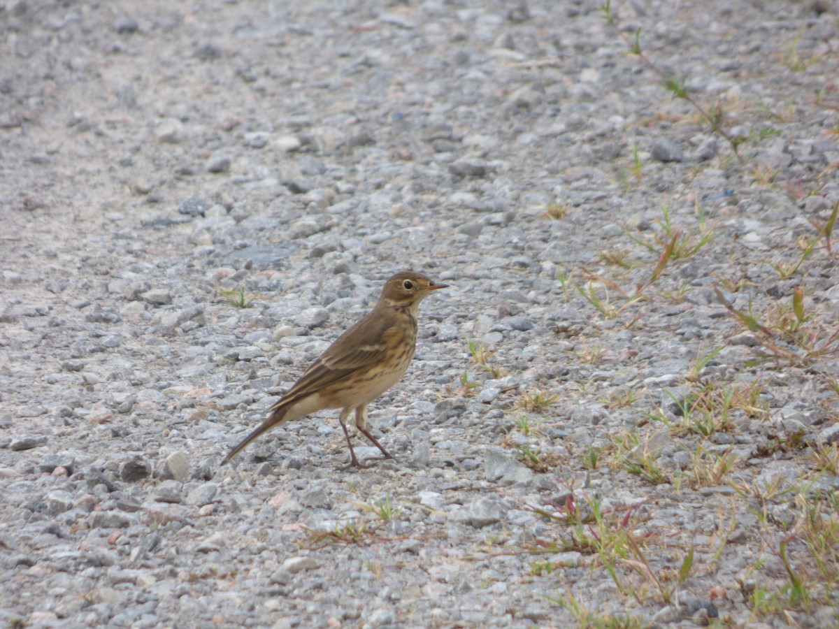 Pipit d'Amérique - ML609102547