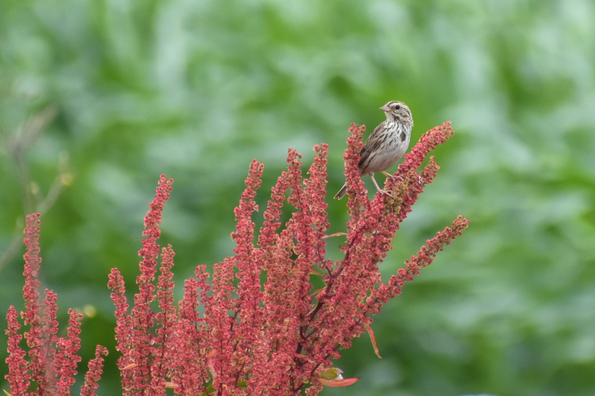 Savannah Sparrow (Savannah) - ML609102609