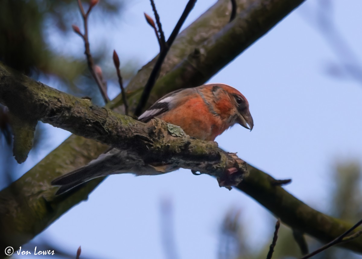 Bindenkreuzschnabel (bifasciata) - ML609102674