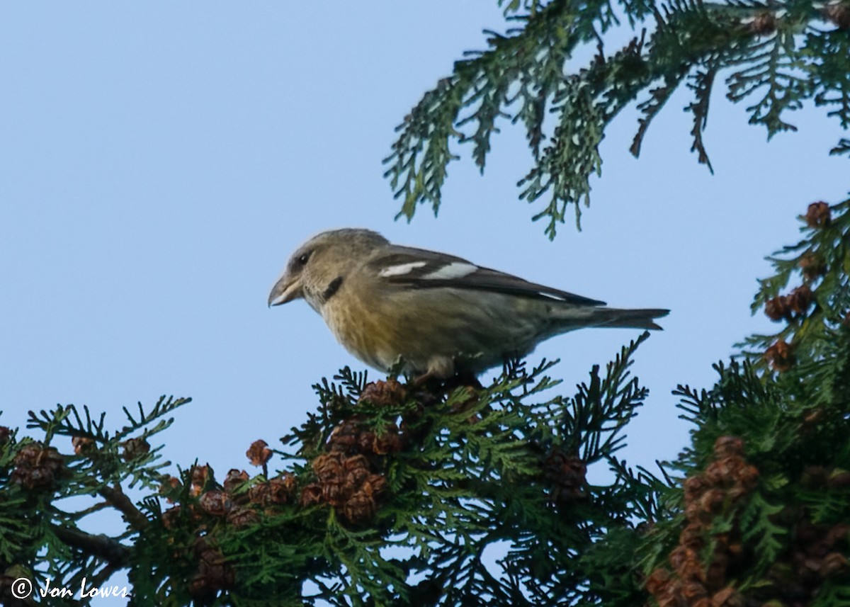 White-winged Crossbill (bifasciata) - Jon Lowes