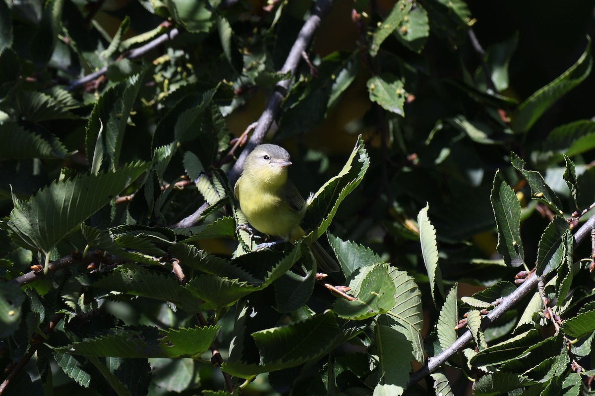 Philadelphia Vireo - ML609102714
