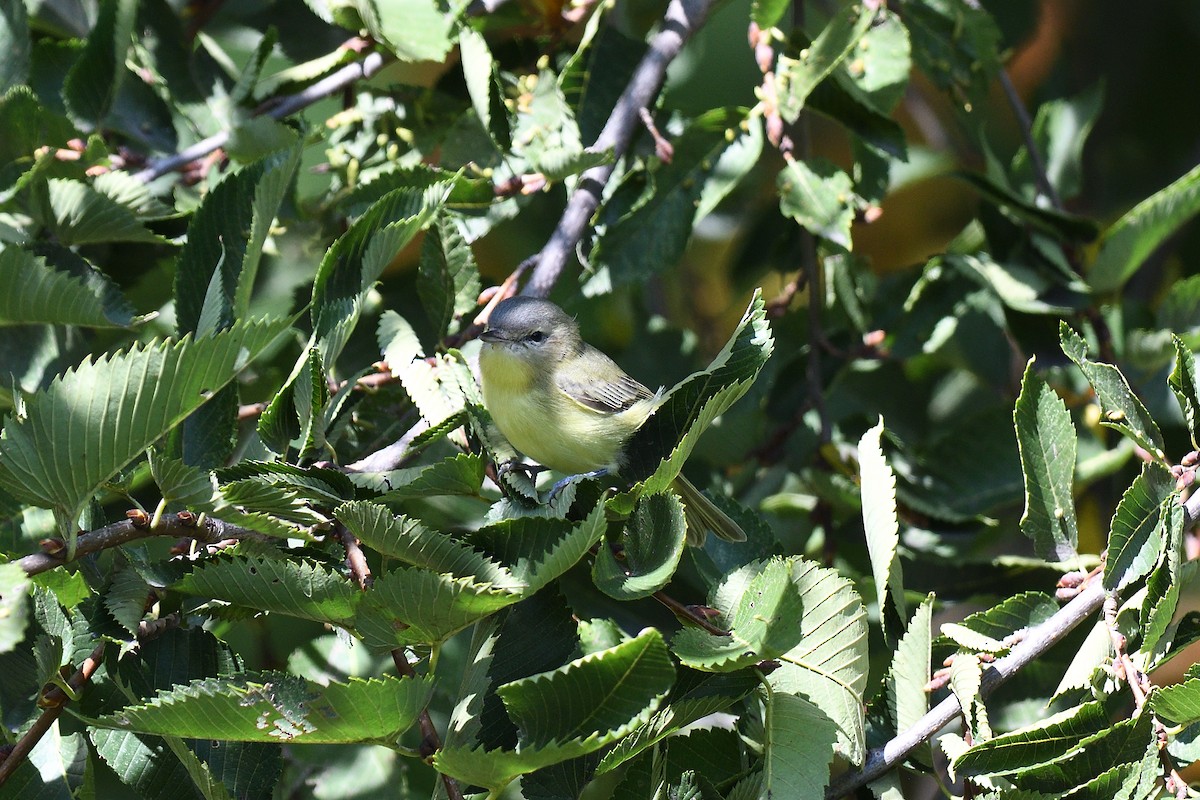 Philadelphia Vireo - ML609102715