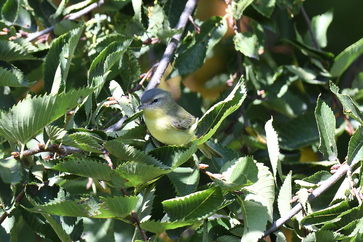 Philadelphia Vireo - ML609102716