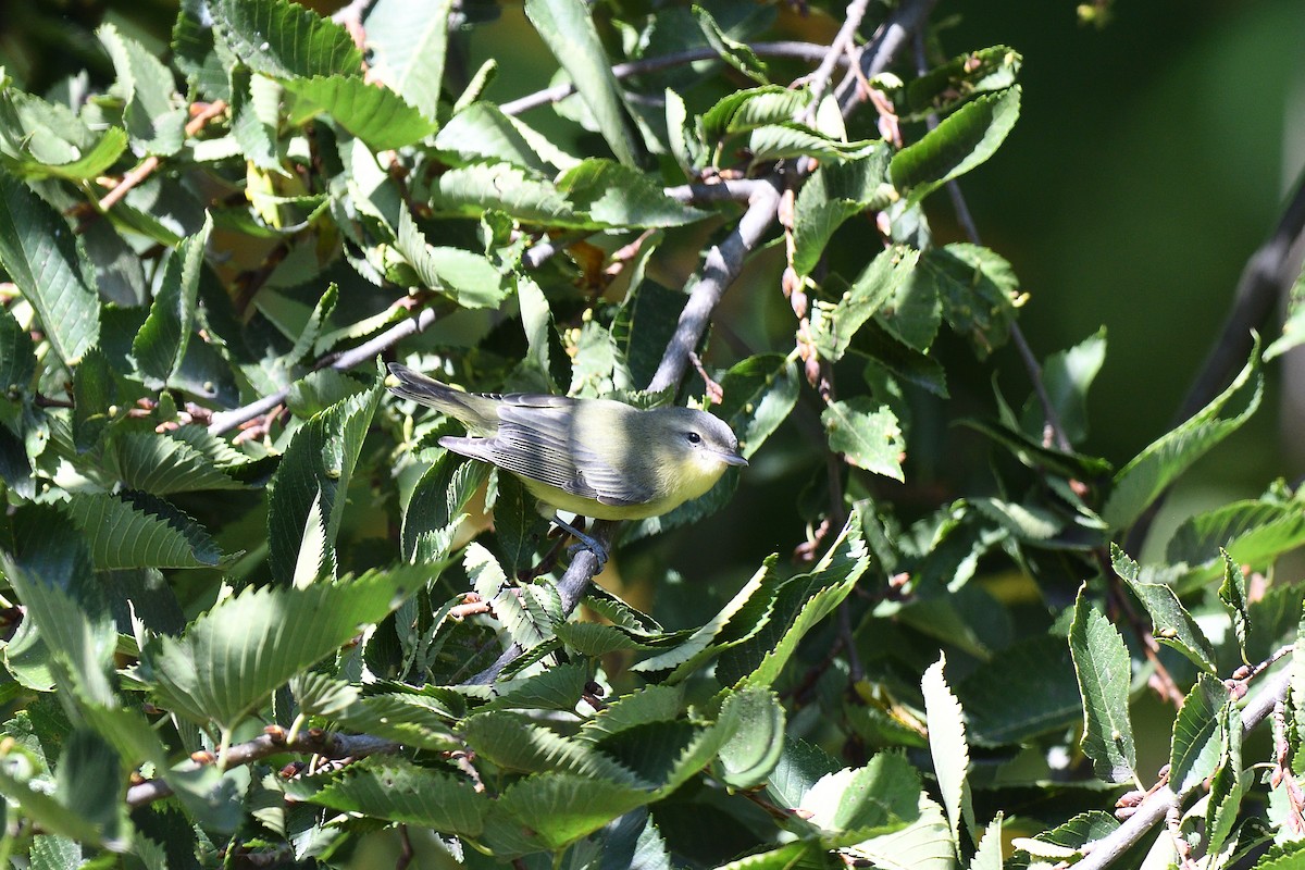 Philadelphia Vireo - ML609102717