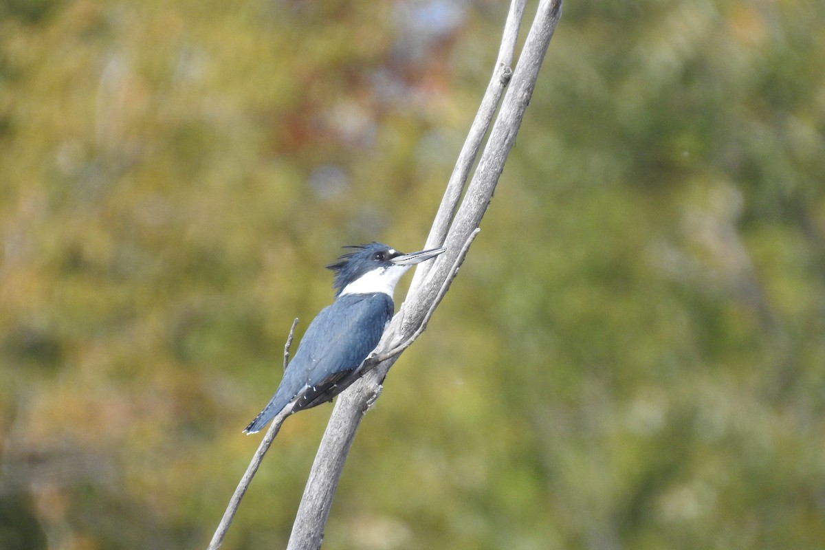 Belted Kingfisher - ML609102763