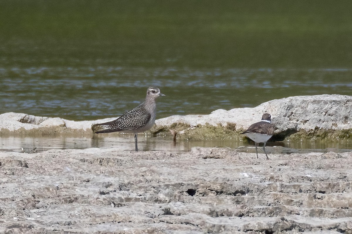 American Golden-Plover - ML609102874