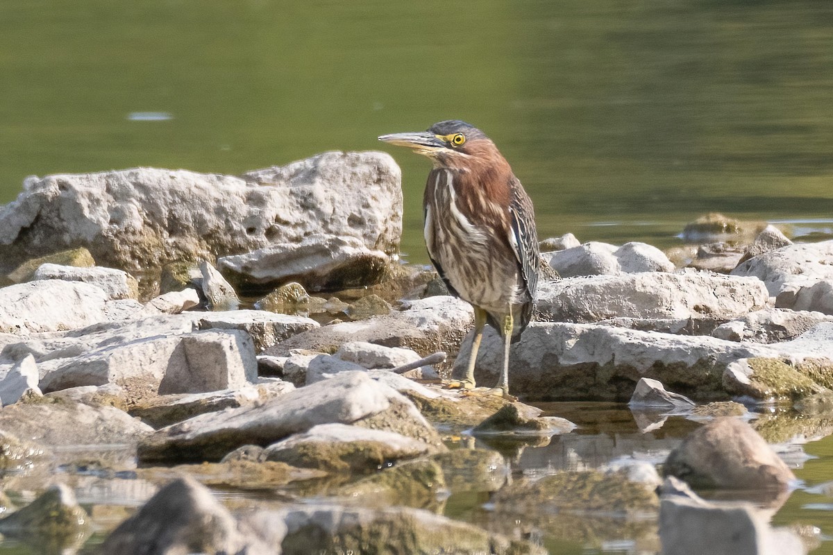 Green Heron - ML609102933