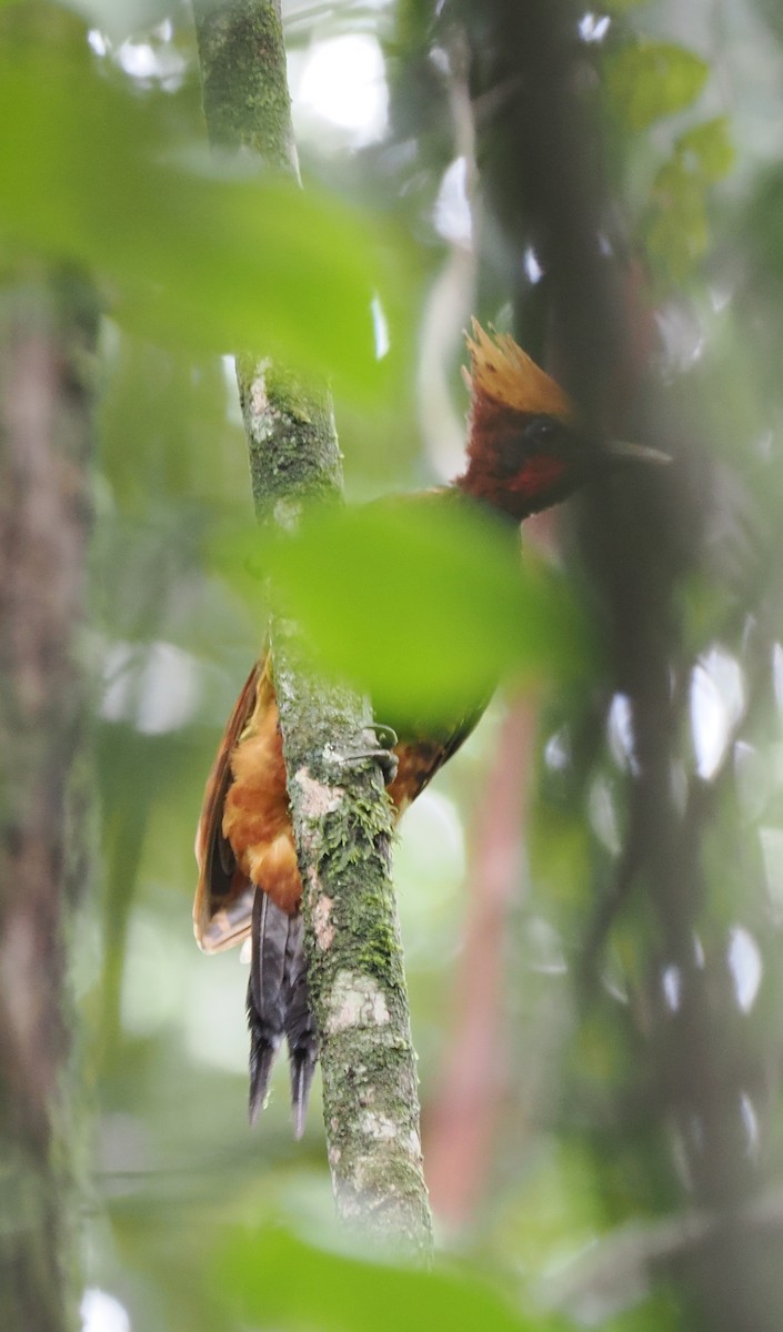 Chestnut Woodpecker - ML609102961