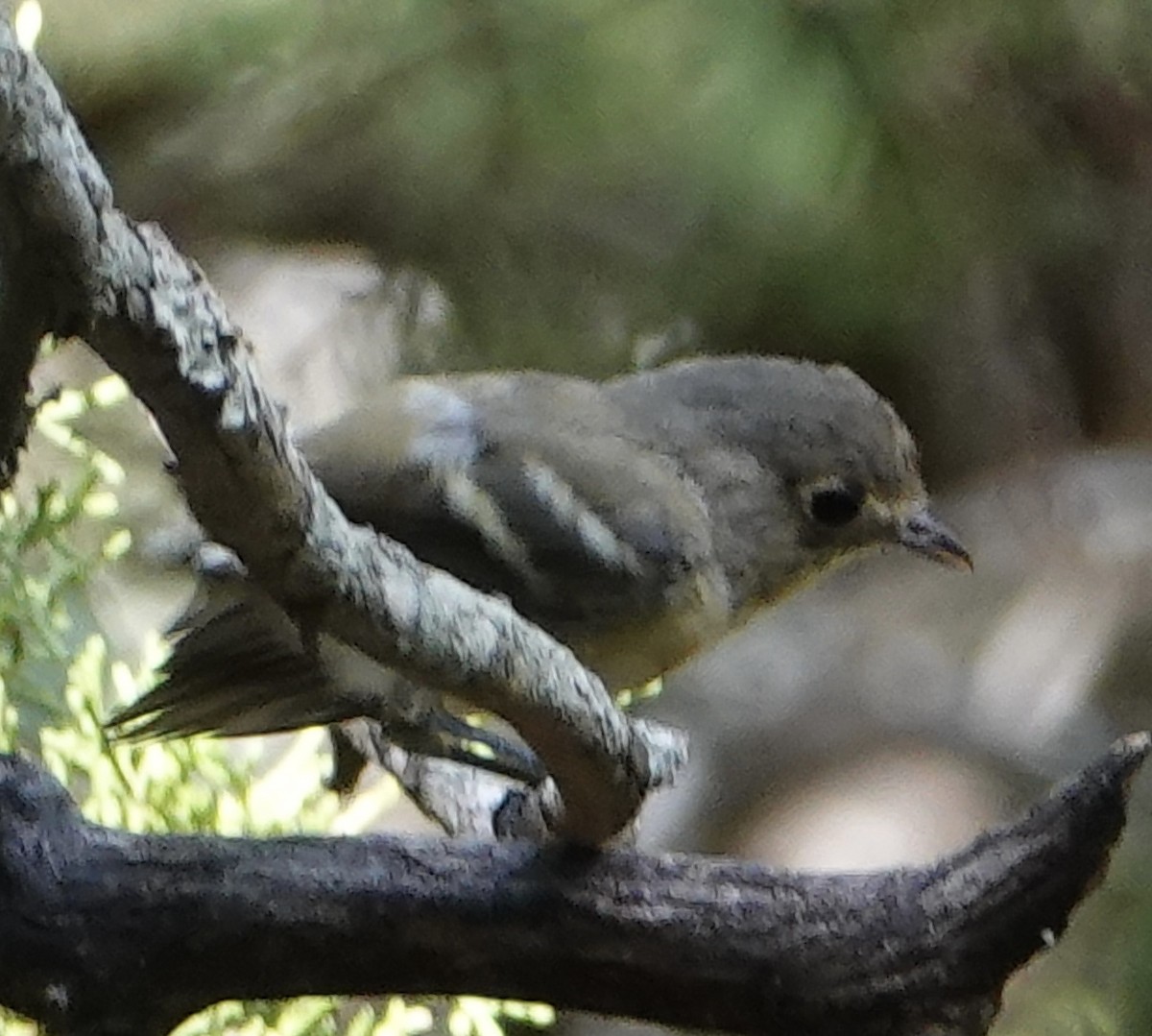 Hutton's Vireo - ML609102969