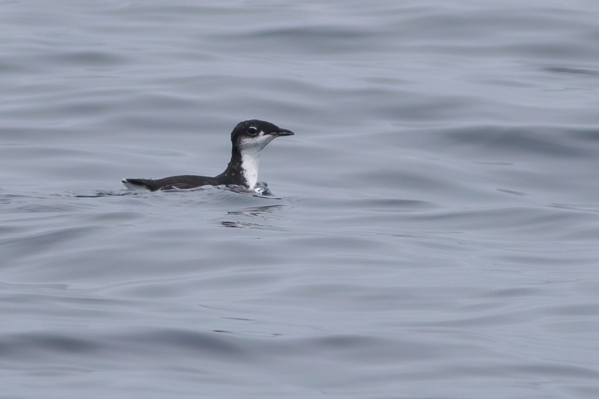 Scripps's Murrelet - ML609102979