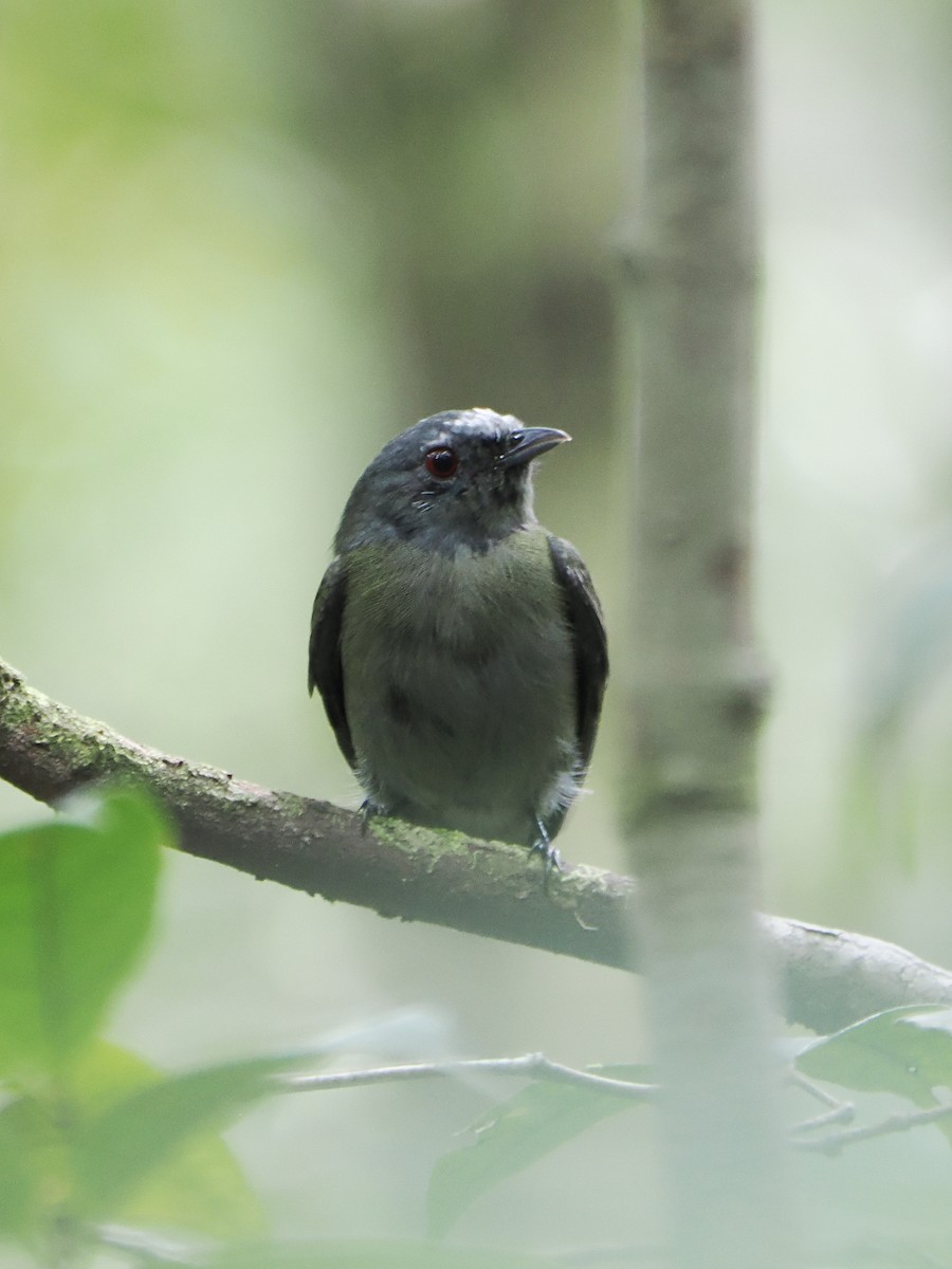 White-crowned Manakin - ML609103015