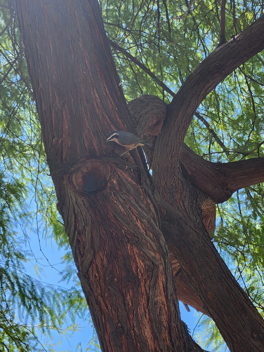 Red-breasted Nuthatch - ML609103160