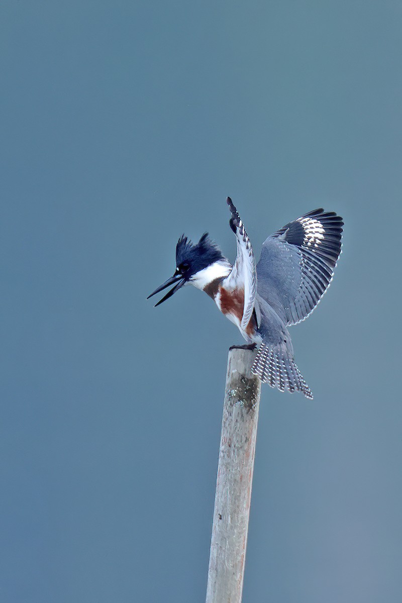 Belted Kingfisher - ML609103166