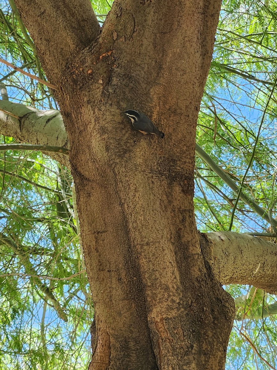 Red-breasted Nuthatch - ML609103170