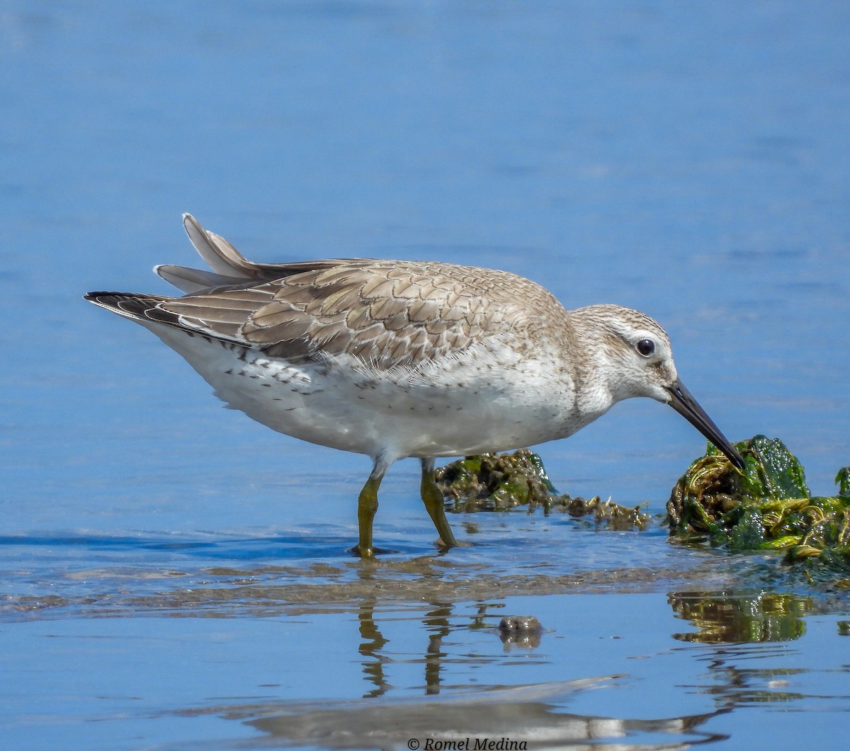 Red Knot - ML609103318