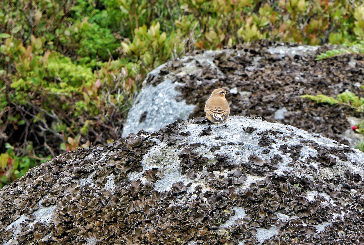 Northern Wheatear - ML609103358