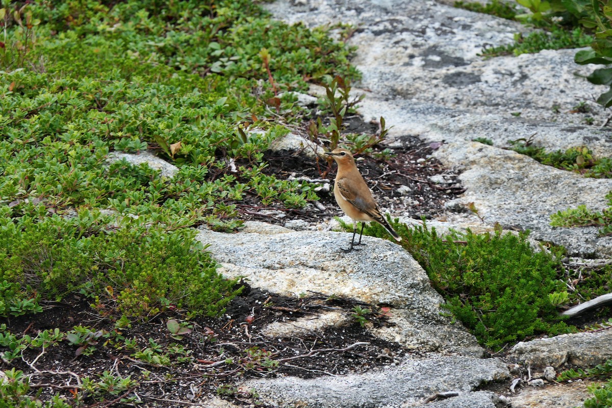 Northern Wheatear - ML609103359