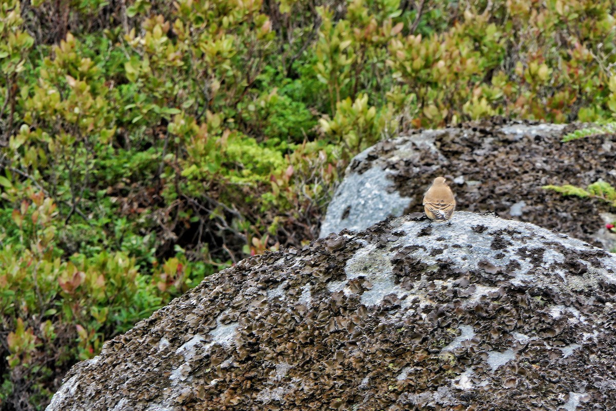 Northern Wheatear - ML609103362