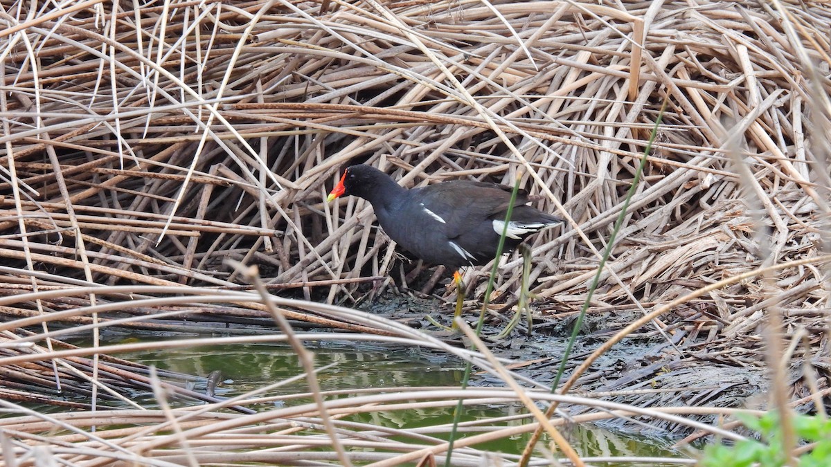 Common Gallinule - Hugo Valderrey