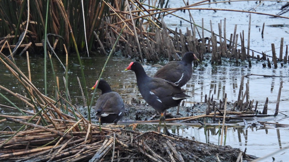 Common Gallinule - Hugo Valderrey