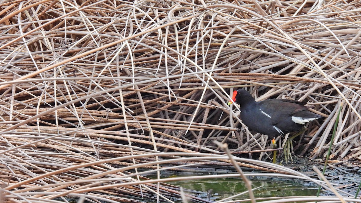 Common Gallinule - Hugo Valderrey