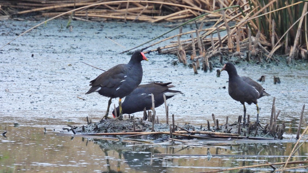 Common Gallinule - Hugo Valderrey