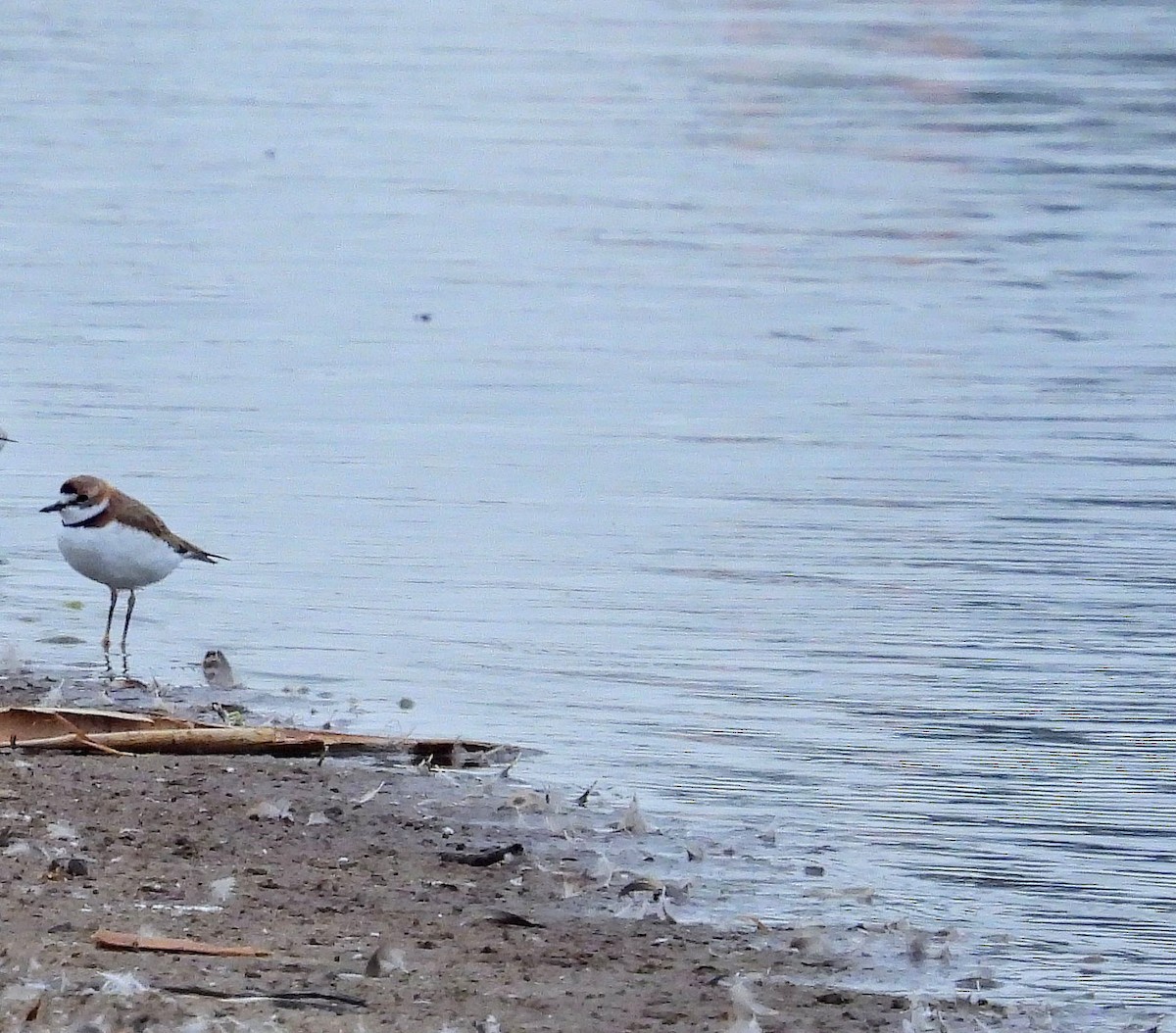 Collared Plover - ML609103493