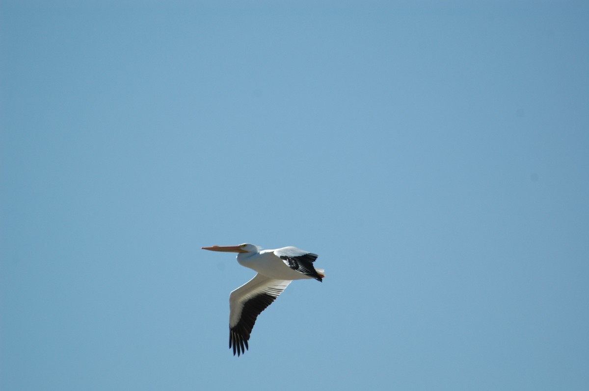 American White Pelican - ML609103495