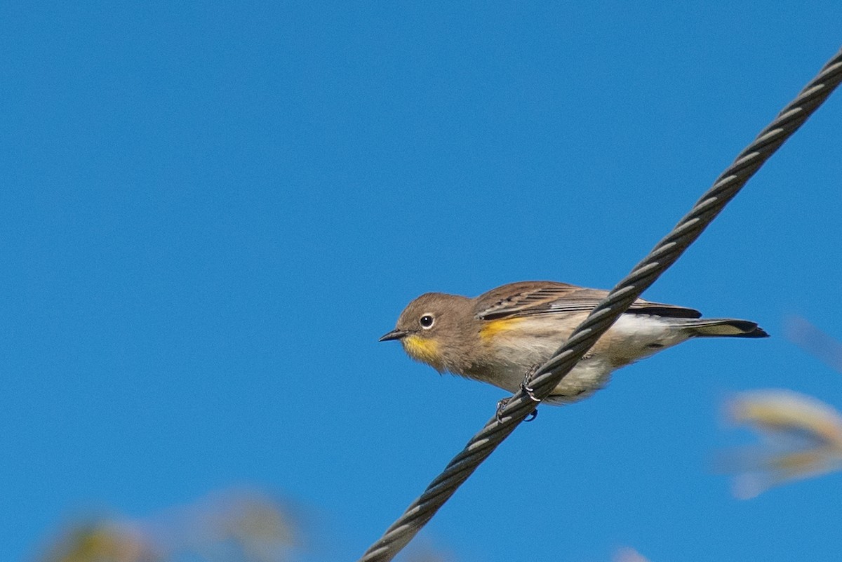 Yellow-rumped Warbler - Ed Kingma