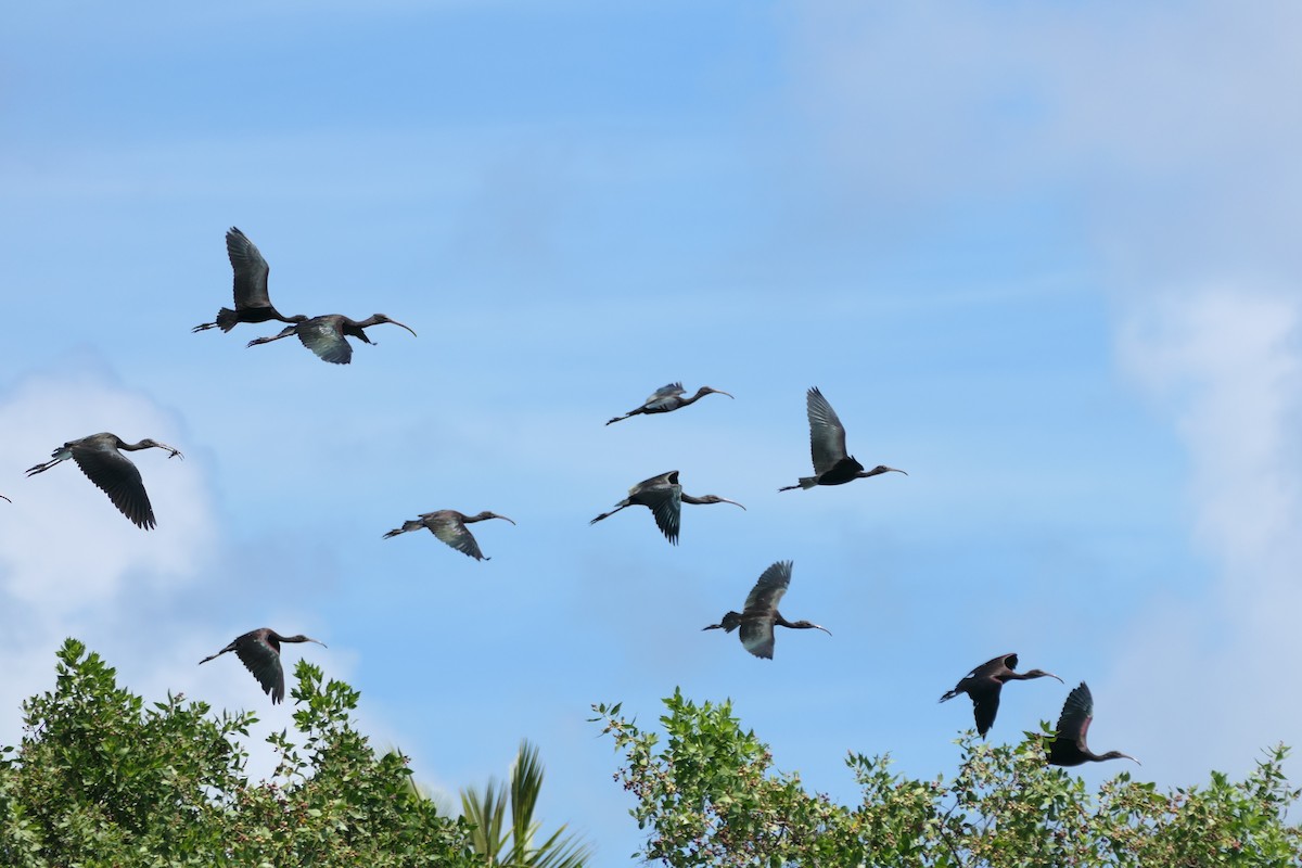 Glossy Ibis - ML609103511