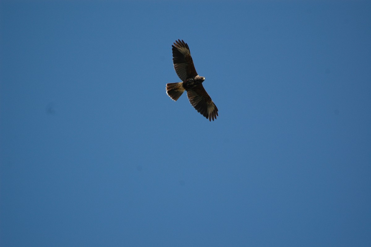 Harris's Hawk - ML609103514