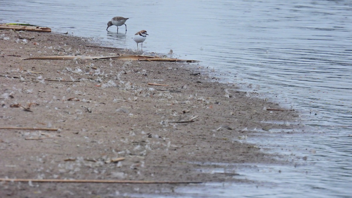 Collared Plover - ML609103528