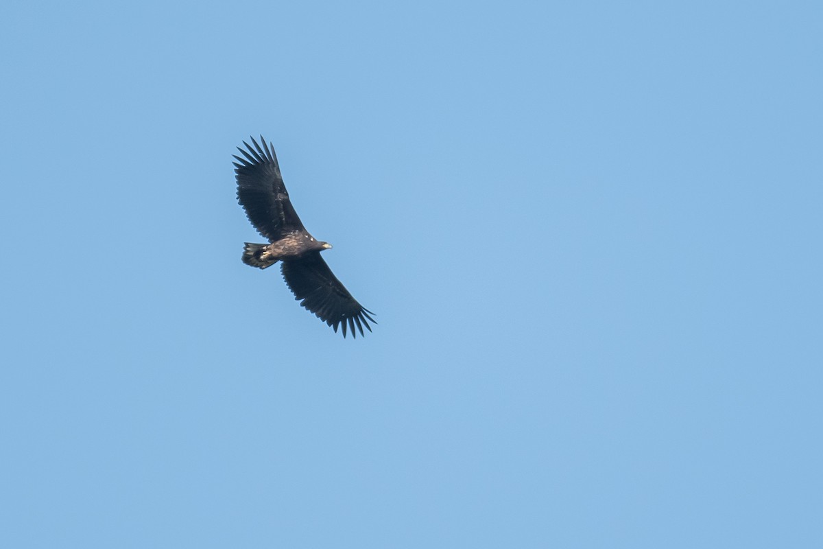 White-tailed Eagle - David Campbell