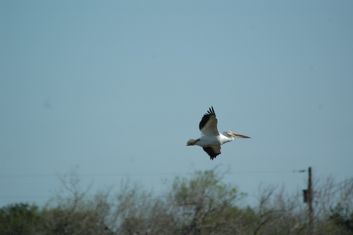 American White Pelican - ML609103698