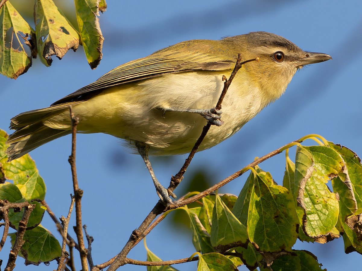 Red-eyed Vireo - ML609103856