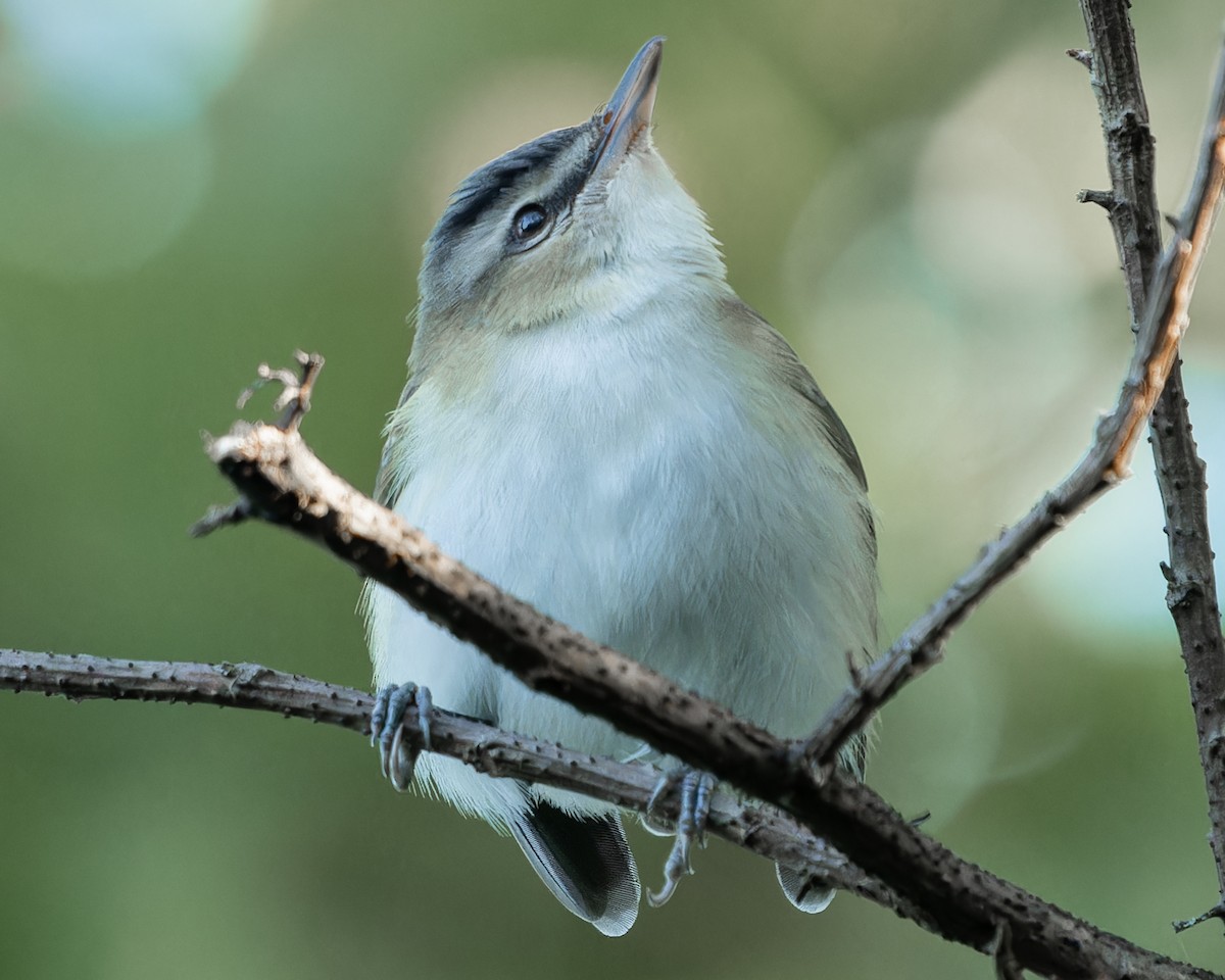 Kızıl Gözlü Vireo - ML609103857