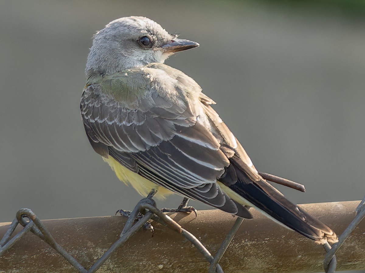 Western Kingbird - ML609103881