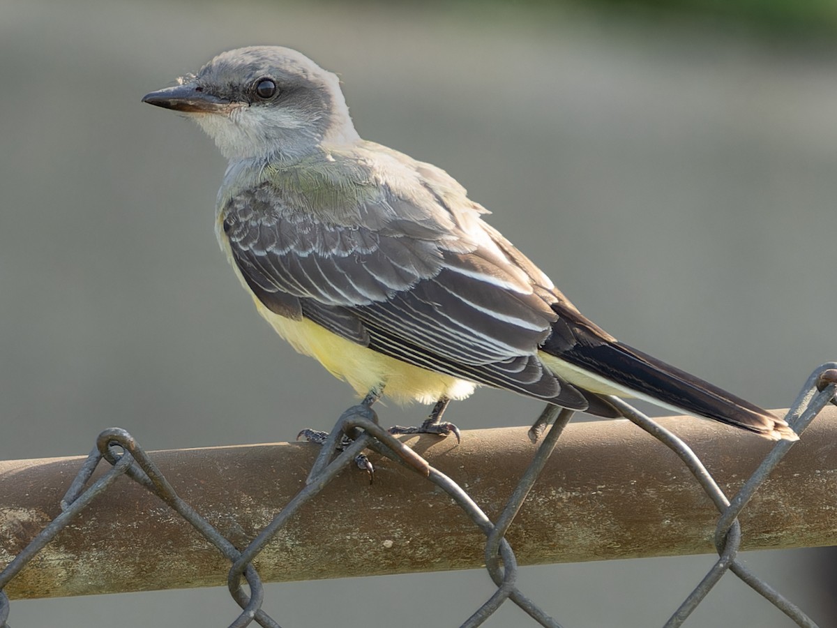 Western Kingbird - ML609103882