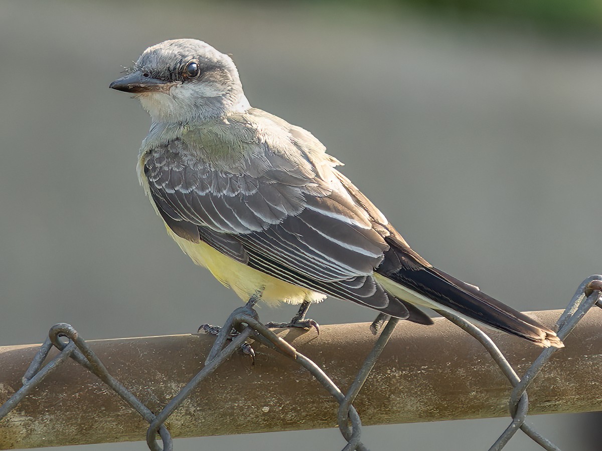 Western Kingbird - ML609103883