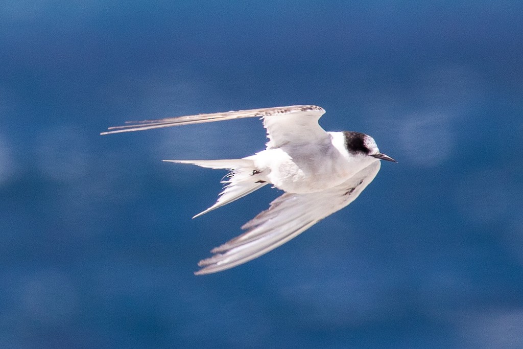 Arctic Tern - Andy Pollard / Falklands Nature