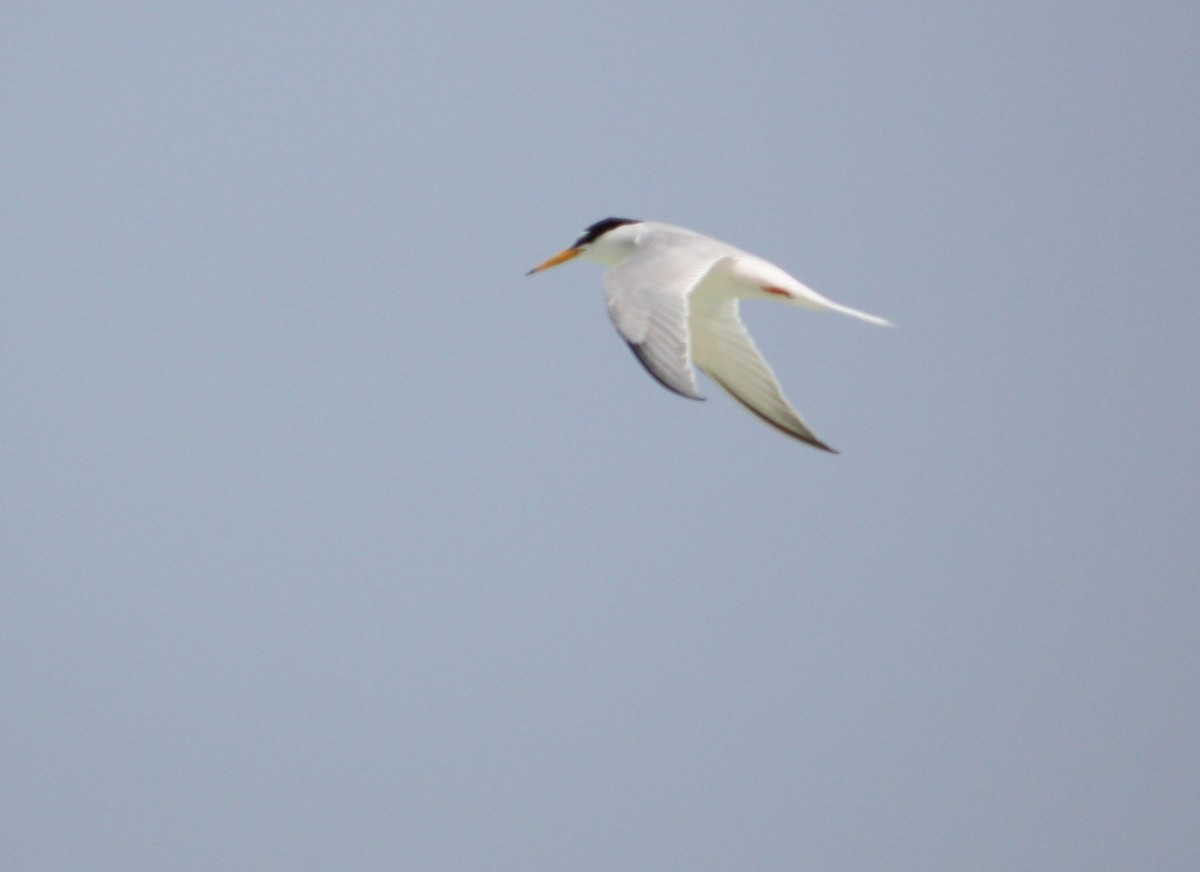 Little Tern - ML609103997