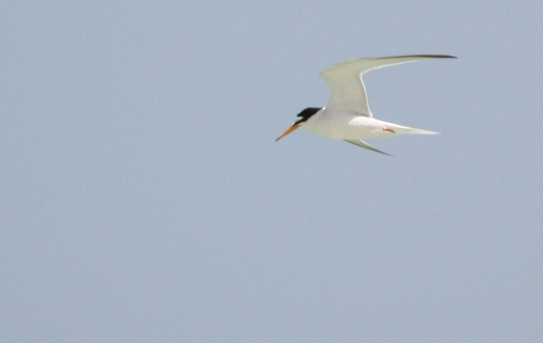 Little Tern - ML609103999